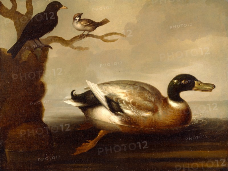 Mallard Duck and Other Birds A Mallard Drake Swimming, unknown artist, 18th century, British