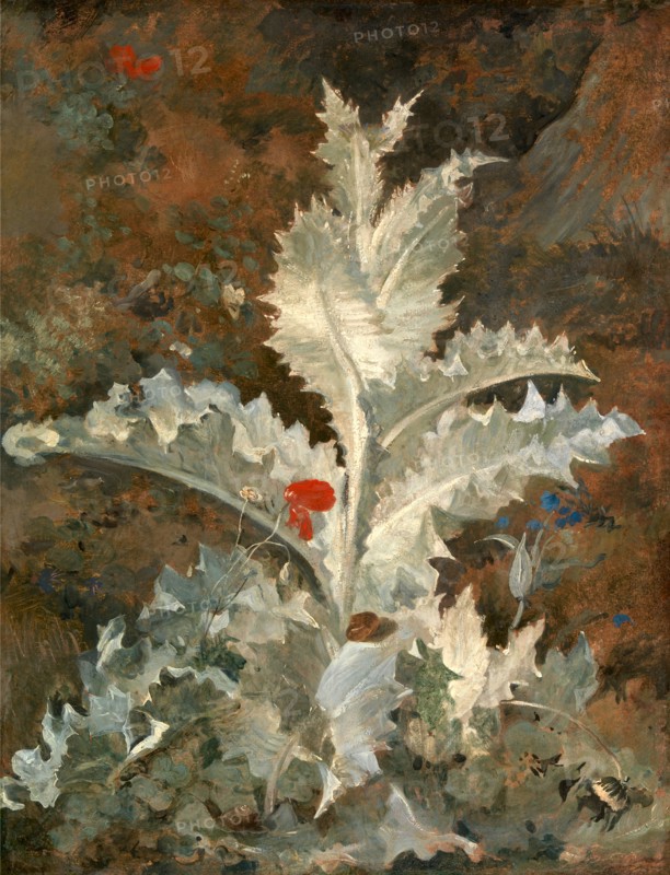 A Thistle, Attributed to John Crome, 1768-1821, British