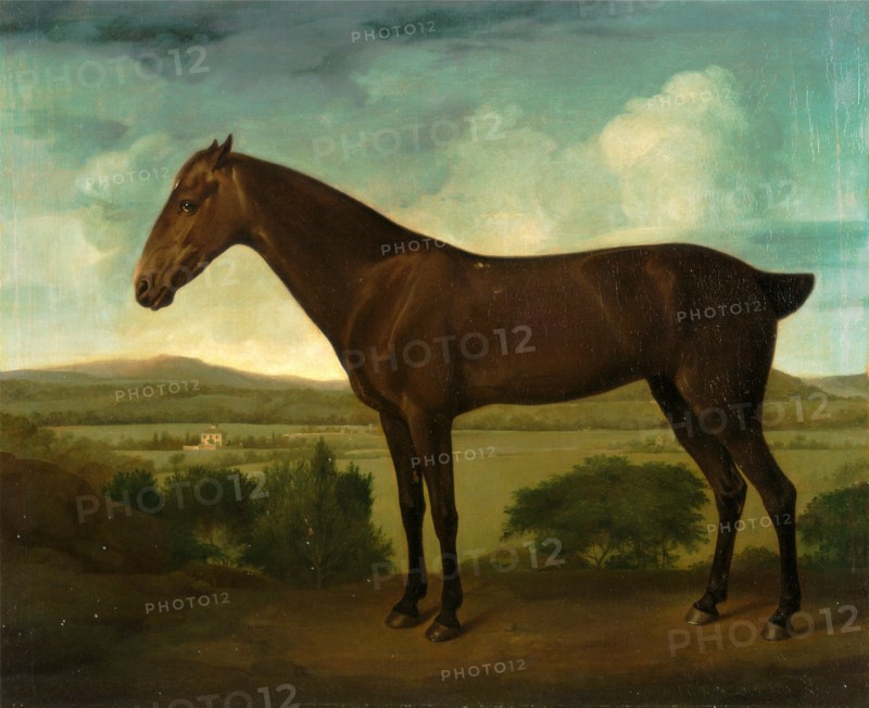 Brown Horse in a Hilly Landscape, unknown artist, 18th century, British