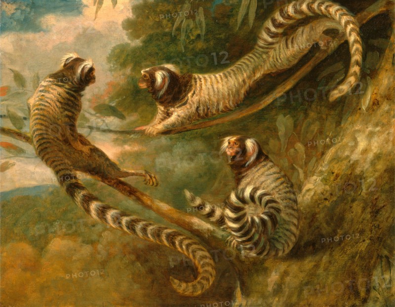 A Marmoset in Three Attitudes signed and dated 1793, George Garrard, 1760-1826, British