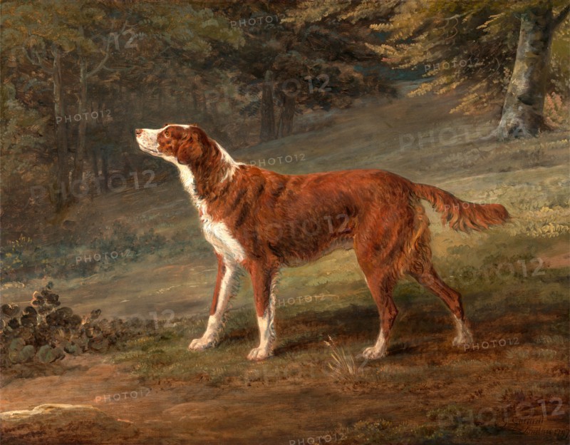 Ranger, a setter, the property of Elizabeth Gray Ranger, Mrs. Elizabeth Gray's Setter Signed and dated, lower right: "G. Garrard | London 1797", George Garrard, 1760-1826, British