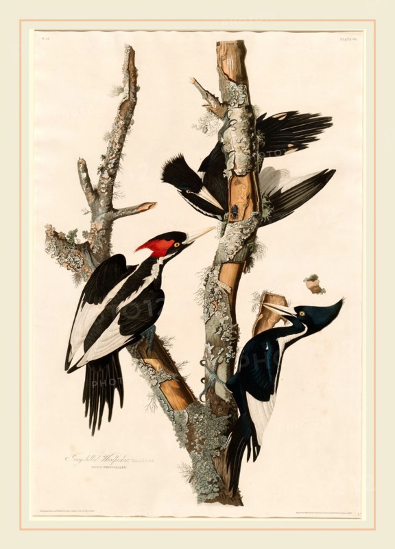Robert Havell after John James Audubon, Ivory-billed Woodpecker, American, 1793-1878, 1829, hand-colored etching and aquatint on Whatman paper
