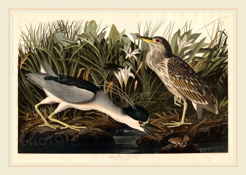 Robert Havell after John James Audubon, Night Heron or Qua bird, American, 1793-1878, 1835, hand-colored etching and aquatint on Whatman paper