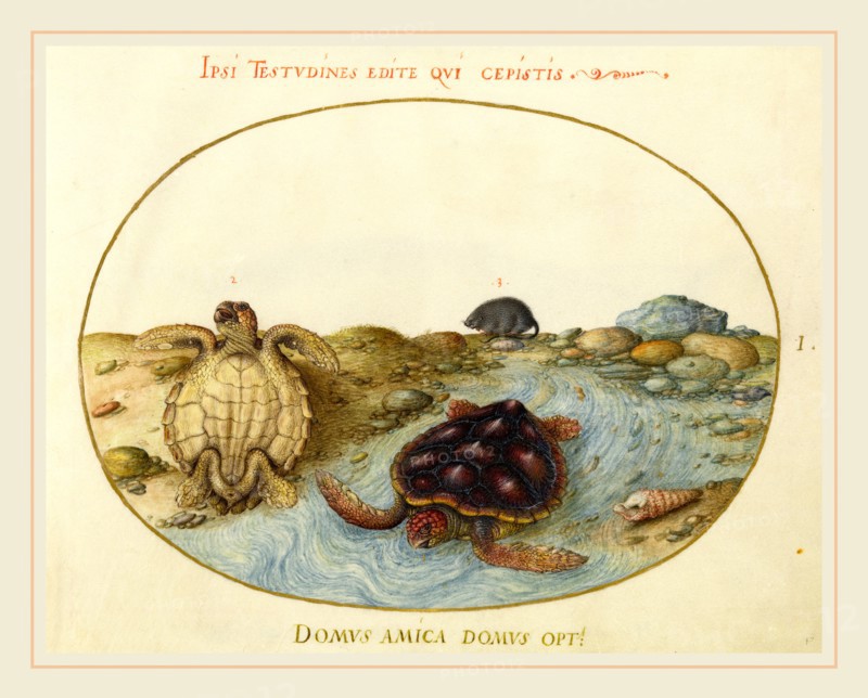 Joris Hoefnagel, Flemish (1542-1600), Animalia Aqvatilia et Cochiliata (Aqva): Plate I, c. 1575-1580, watercolor and gouache, with oval border in gold, on vellum