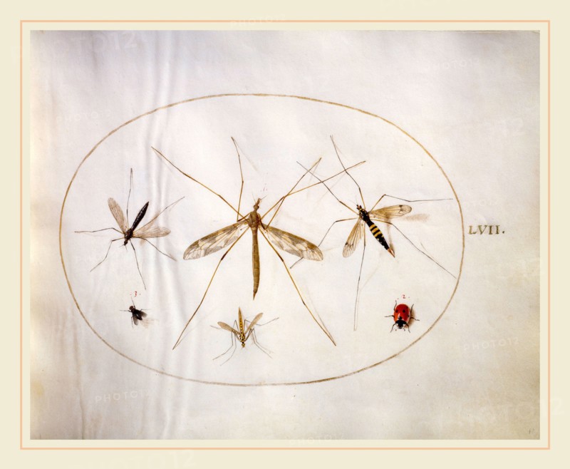 Joris Hoefnagel, Animalia Rationalia et Insecta (Ignis):  Plate LVII, Flemish, 1542-1600, c. 1575-1580, watercolor and gouache, with oval border in gold, on vellum