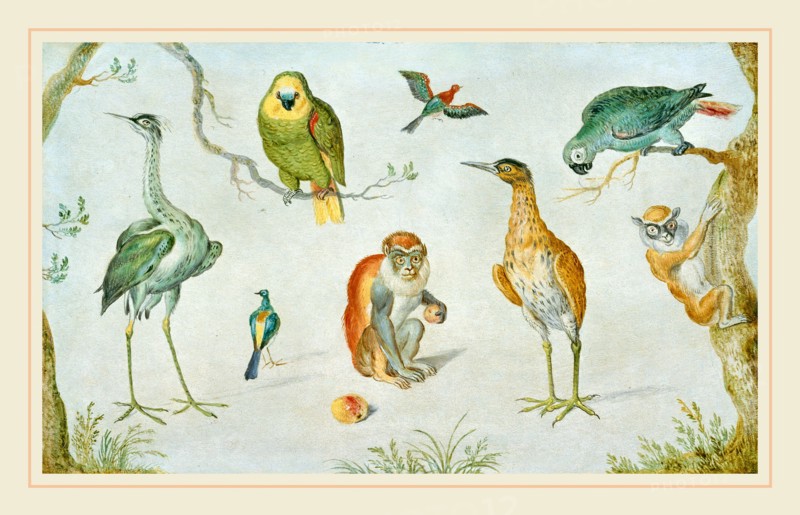 Circle of Jan van Kessel, Study of Birds and Monkeys, 1660-1670, oil on copper