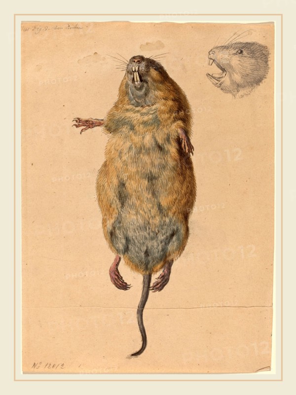 Johann Rudolph Schellenberg, Swiss (1740-1806), A Field Mouse, from Below, c. 1775, watercolor with graphite and black pen and ink on wove paper