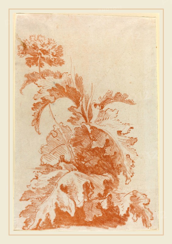 Jean-Baptiste HÃ¼et, I, French (1745-1811), Poppy in Bloom, mid 1760s, red chalk counterproof on laid paper