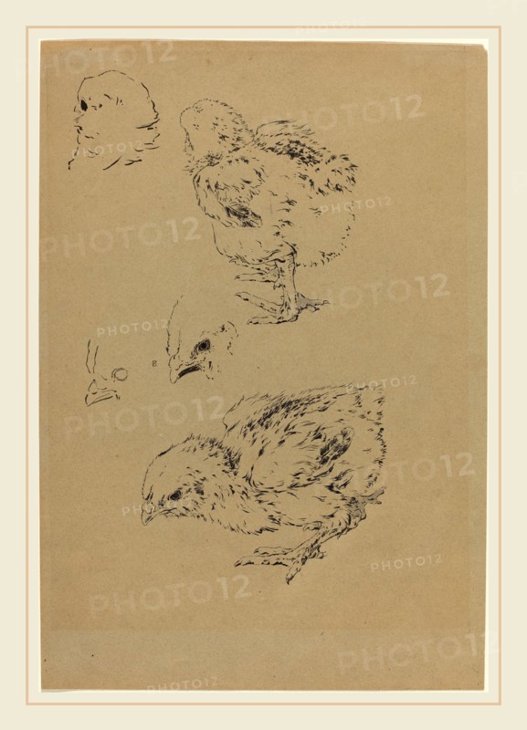 Félix Bracquemond, Chicks, French, 1833-1914, brush and black ink with touches of gray wash over graphite on brown paper