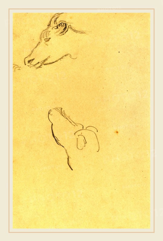 Paul Gauguin, French (1848-1903), Head of a Cow [recto], 1884-1888, graphite on wove paper