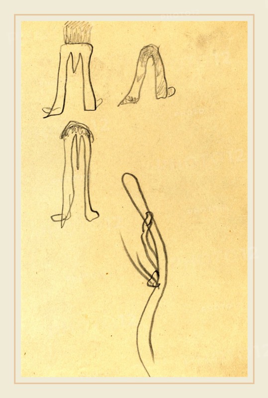 Paul Gauguin, French (1848-1903), Four Fantastic Forms [recto], 1884-1888, graphite on wove paper
