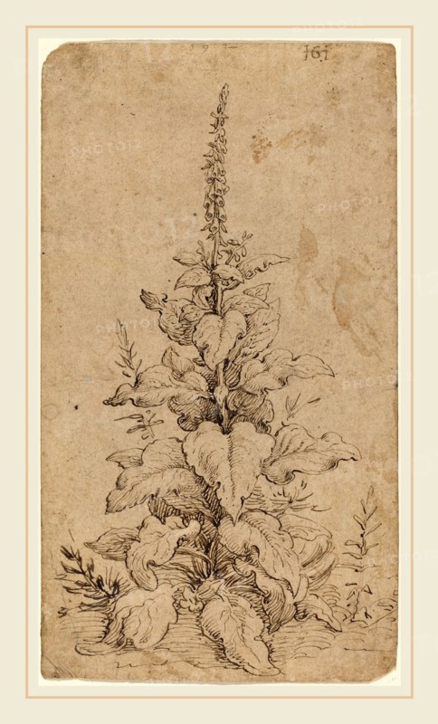 Hendrik Goltzius, Dutch (1558-1617), A Foxglove in Bloom, 1592, pen and brown ink on laid paper