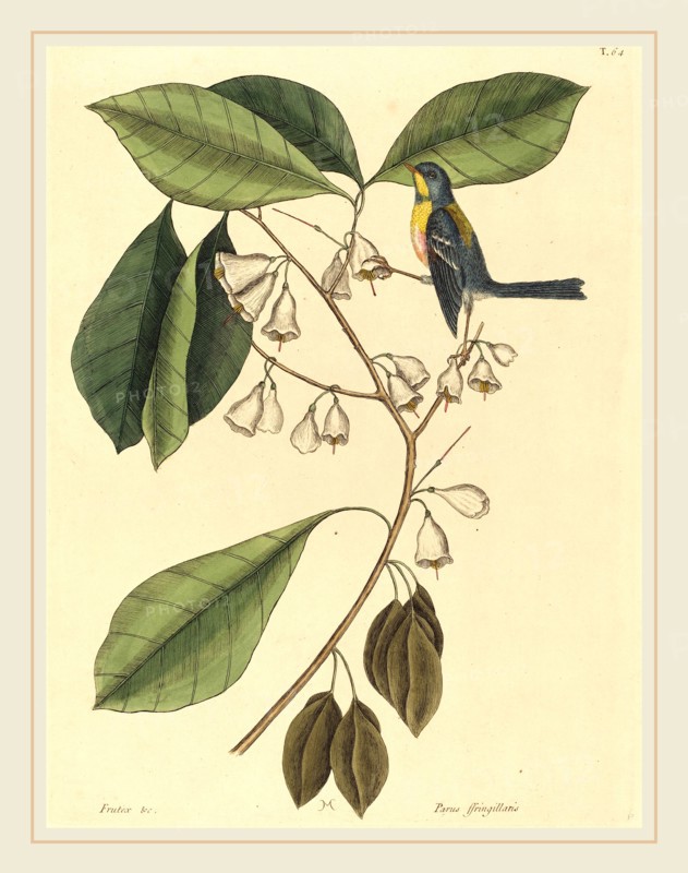 Mark Catesby,English, (1679-1749), The Finch Creeper (Parus americanus), published 1731-1743, hand-colored engraving on laid paper