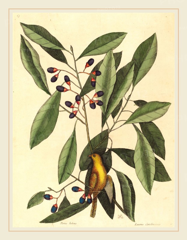 Mark Catesby,English, (1679-1749), The Yellow Titmouse (Motacilla trochilus), published 1754, hand-colored engraving on laid paper