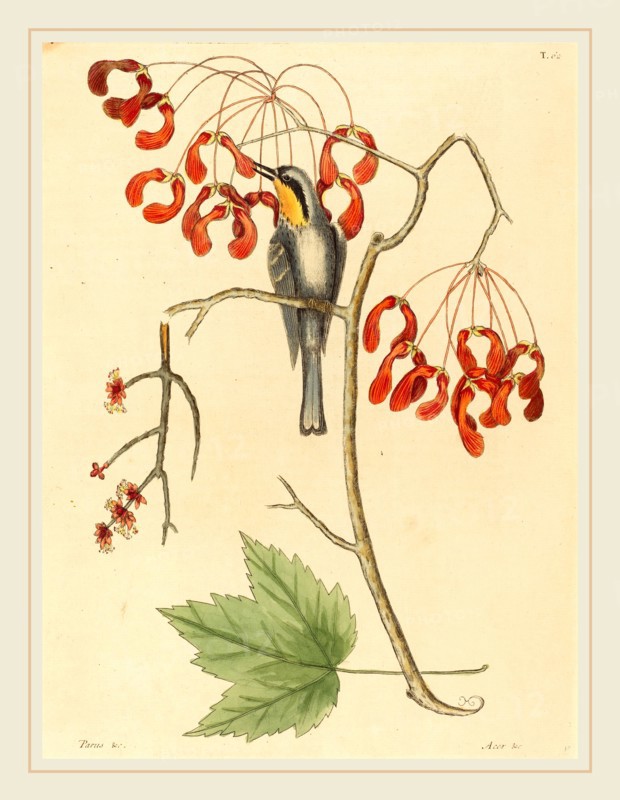 Mark Catesby,English, (1679-1749), The Yellow Throated Creeper, published 1754, hand-colored engraving on laid paper
