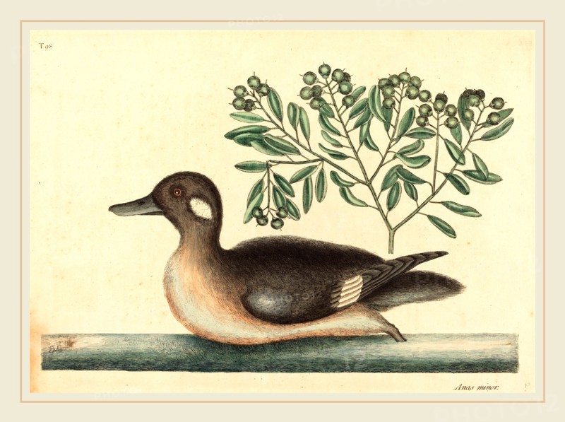 Mark Catesby,English, (1679-1749), The Little Brown Duck (Anas rustica), published 1754, hand-colored engraving on laid paper