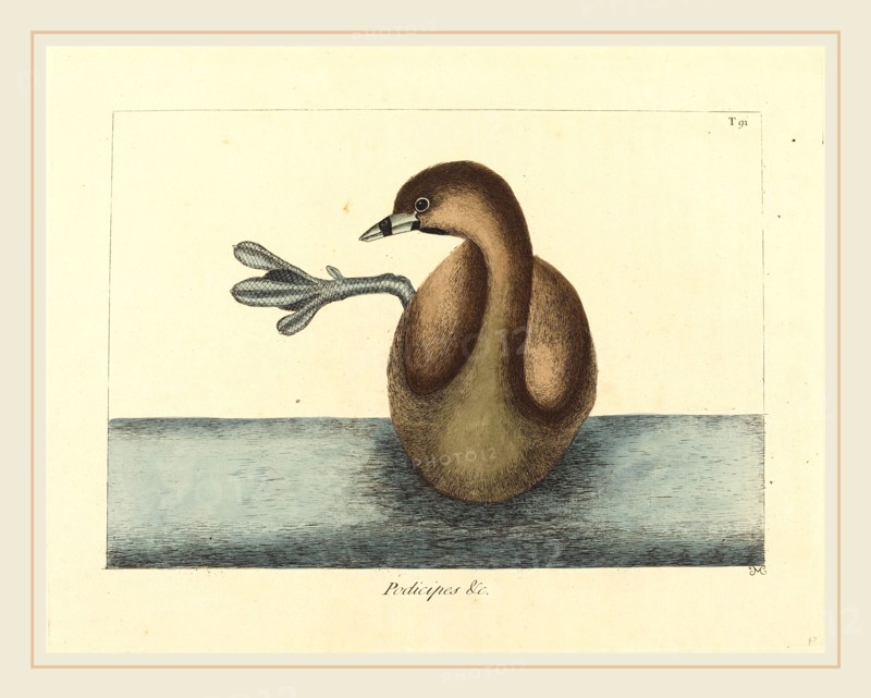 Mark Catesby,English, (1679-1749), The Pied-billed Dobchick (Colymbus podiceps), published 1731-1743, hand-colored etching on laid paper