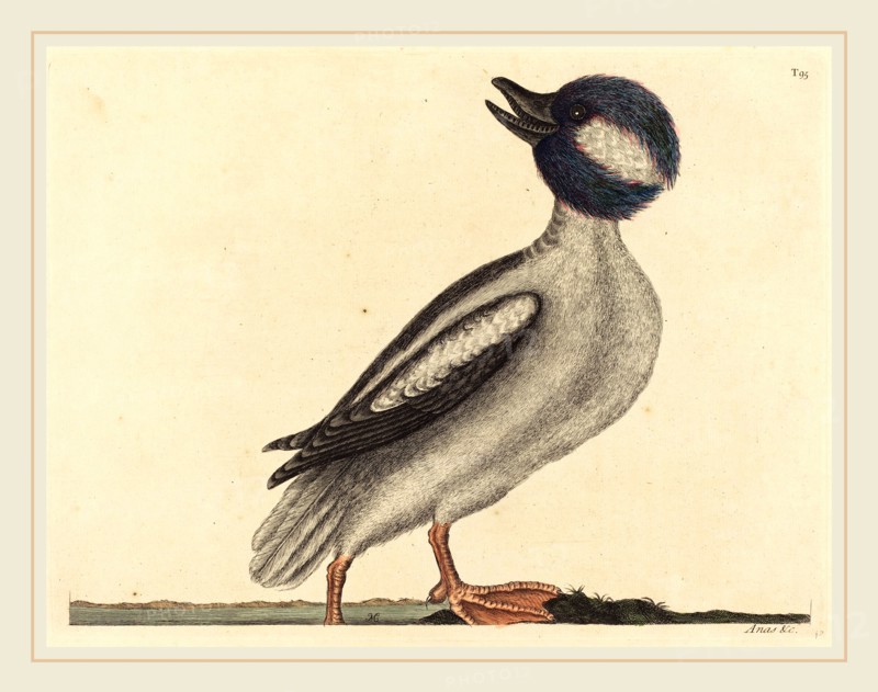 Mark Catesby,English, (1679-1749), The Buffel's Head Duck (Anas bucephala), published 1731-1743, hand-colored engraving on laid paper
