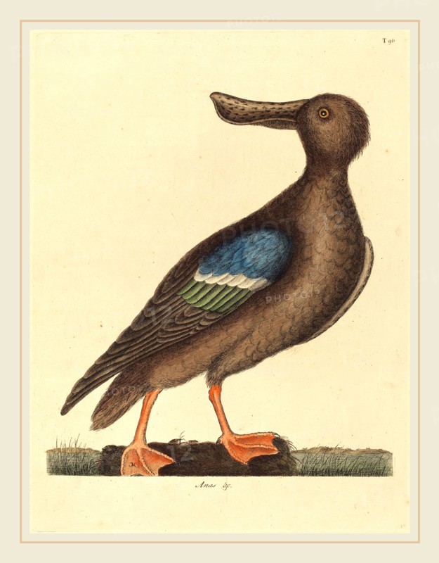 Mark Catesby,English, (1679-1749), The Blue Winged Shoveler (Anas clypeata foemina), published 1731-1743, hand-colored engraving on laid paper