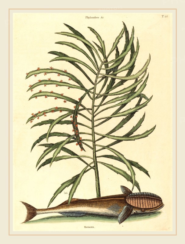 Mark Catesby,English, (1679-1749), The Sucking Fish (Echeneis naucratis), published 1731-1743, hand-colored engraving on laid paper