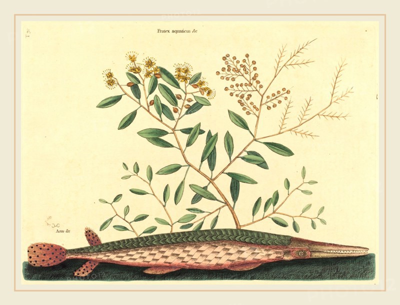 Mark Catesby,English, (1679-1749), The Green Gar Fish (Esox osseus), published 1731-1743, hand-colored etching
