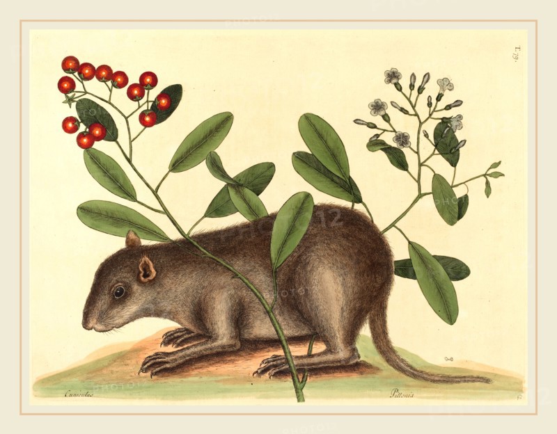 Mark Catesby,English, (1679-1749), The Bahama Coney (Mus Monax), published 1754, hand-colored engraving on laid paper