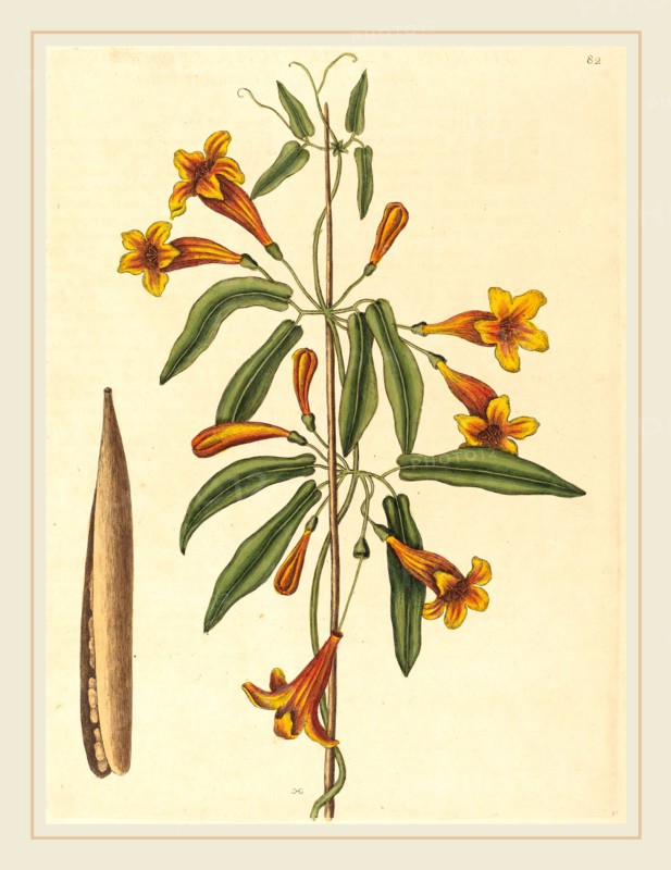 Mark Catesby,English, (1679-1749), Cross-vine (Bignonia capreolata), published 1754, hand-colored engraving on laid paper