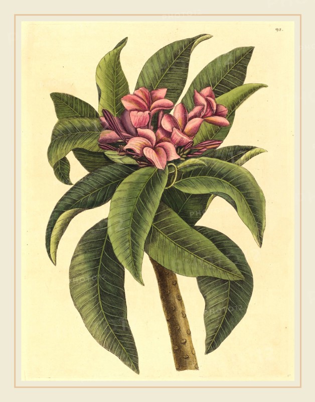 Mark Catesby,English, (1679-1749), Red Frangipanni (Plumeria rubra), published 1731-1743, hand-colored engraving on laid paper