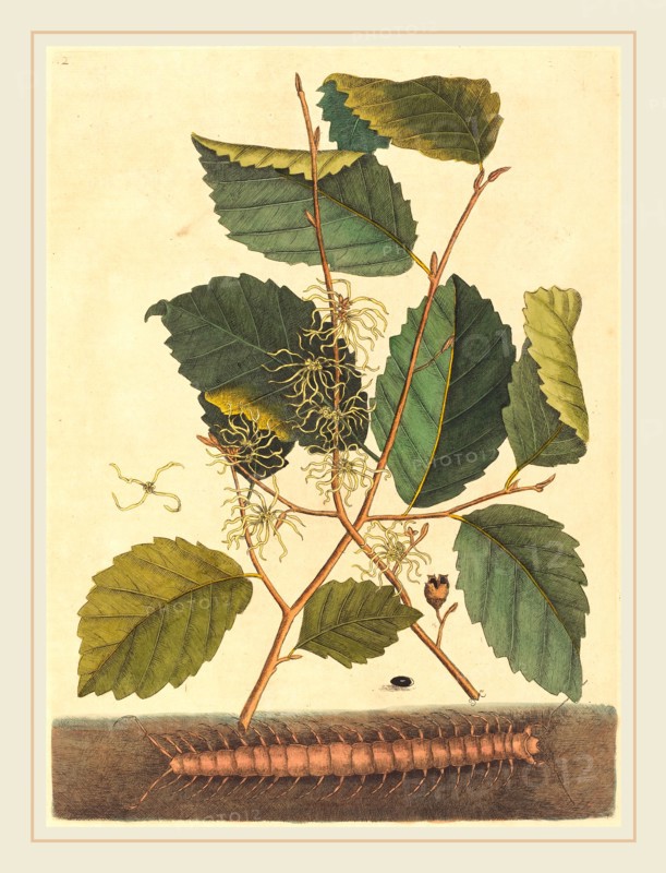Mark Catesby,English, (1679-1749), Centipede (Scolopendra morsitans), published 1731-1743, hand-colored engraving on laid paper