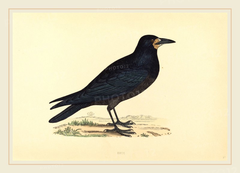 British 19th Century, Rook, hand-colored etching
