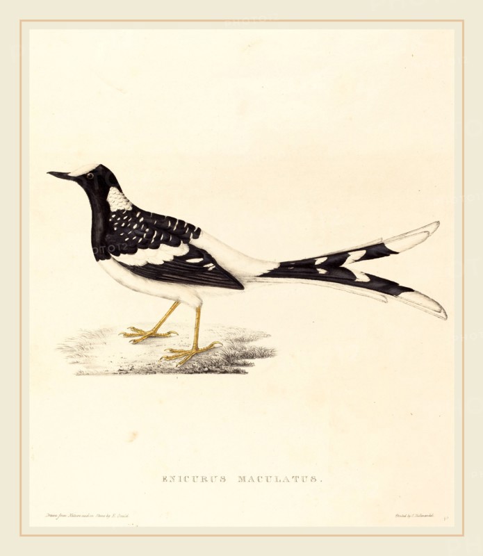 Elizabeth Gould, British (1804-1841), Enicurus Maculatus (Spotted Forktail), hand-colored lithograph