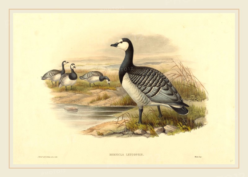 Joseph Wolf and H.C. Richter (active 1841-active c. 1881), Barnacle Goose (Bernicla Leucopsis), hand-colored lithograph