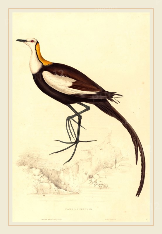 Elizabeth Gould, British (1804-1841), Parra Sinensis (Pheasant-Tailed Jacana), hand-colored lithograph