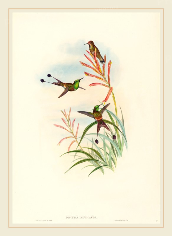 John Gould and H.C. Richter,  British, active 1841-active c. 1881, Discura longicauda (Racket-Tail), hand-colored lithograph