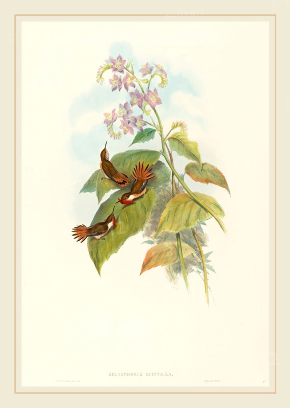 John Gould and H.C. Richter, British (1804-1881), Selashorus scintilla (Scintillant Hummingbird), hand-colored lithograph