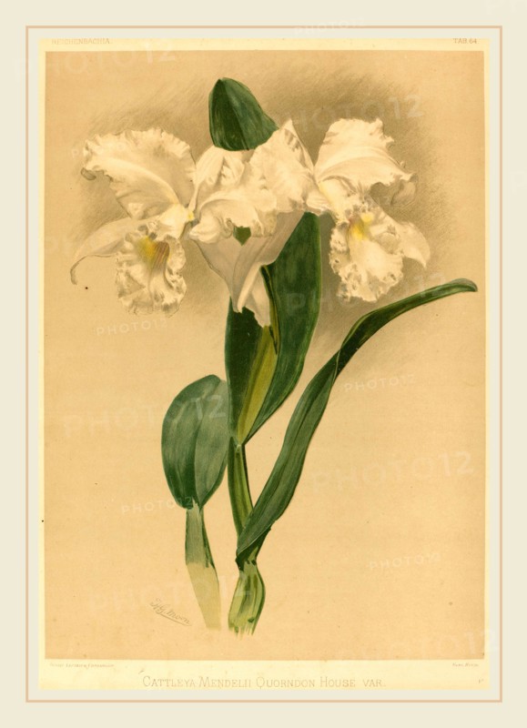 Gustav Leutzsch after Henry George Moon (German (?), active 19th century), Cattleya Mendelii Quorndon House Var., color lithograph
