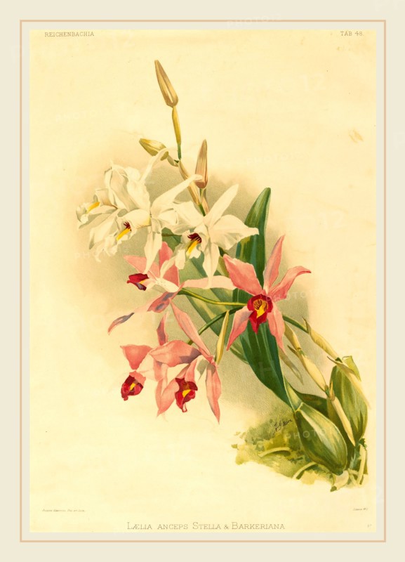 Joseph Mansell after Henry George Moon, British (active 19th century), Laelia Anceps Stella & Barkeriana, lithograph