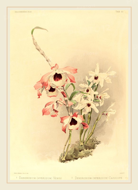 Joseph Mansell after Henry George Moon, British (active 19th century), Dendrobium (Hybridium) Venus and Dendrobium (Hybridium) Cassiope, color lithograph