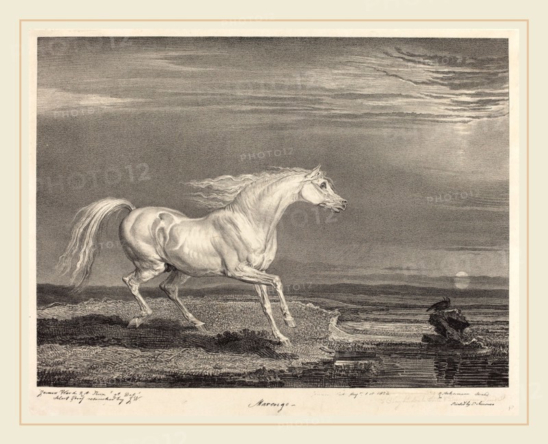 James Ward, British (1769-1859), Marengo, 1824, lithograph on chine applique