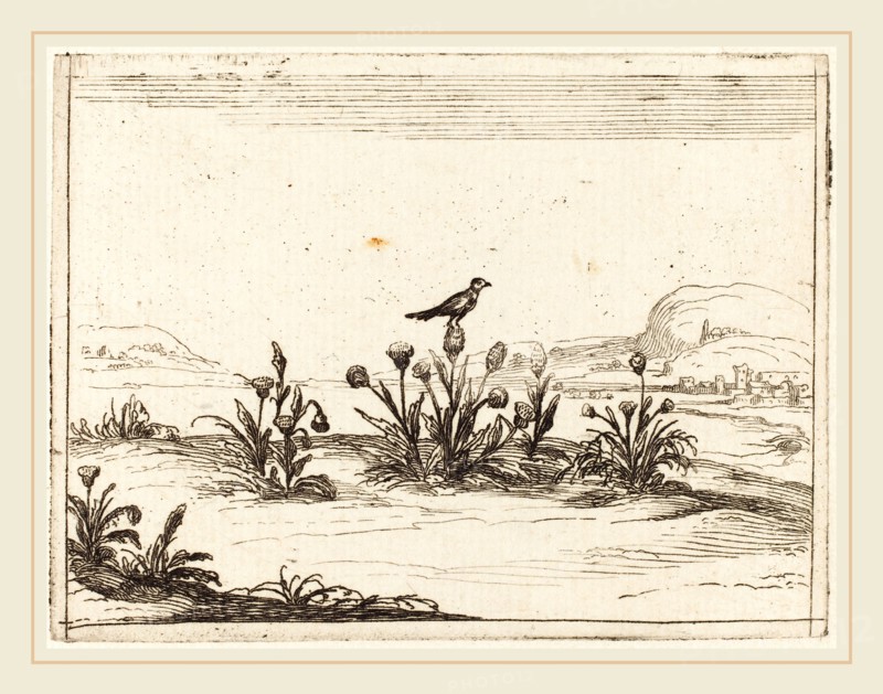 Jacques Callot, French (1592-1635), Bird Perched on a Thistle, 1628, etching