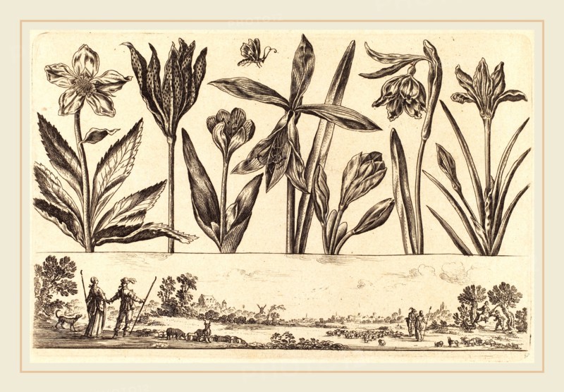 Nicolas Cochin after Balthasar Moncornet, French (1610-1686), Flower Print no.4, 1645, etching