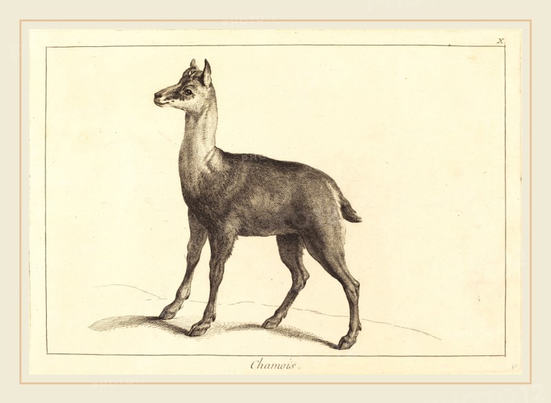 Jacques-Philippe Le Bas and Jean Eric Rehn after Jean-Baptiste Oudry (Swedish, 1717-1793), Chamois (Chamois), etching finished with burin