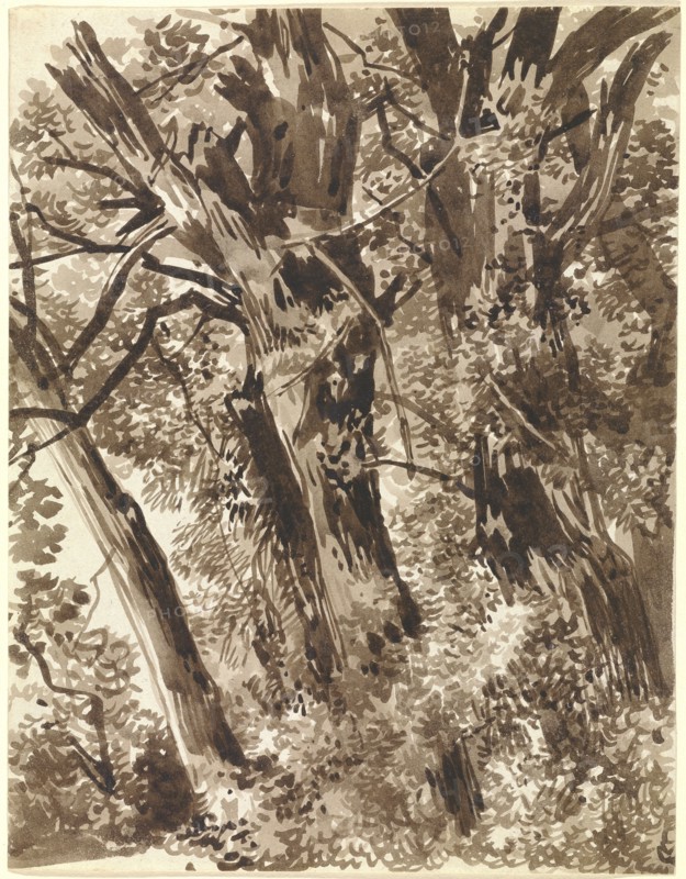 Trunks and Branches