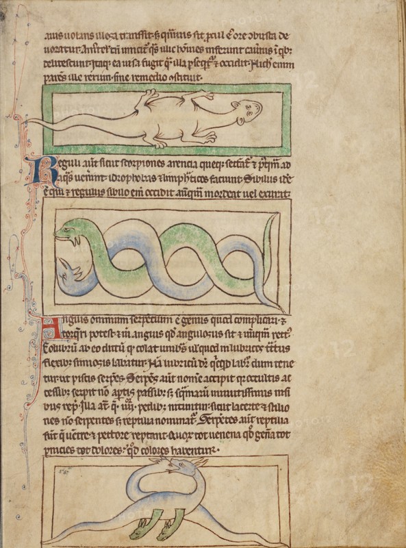 A Basilisk,  Snakes,  Vipers