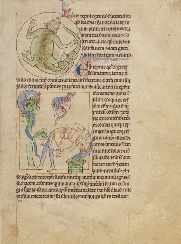 A Lizard,  Salamanders