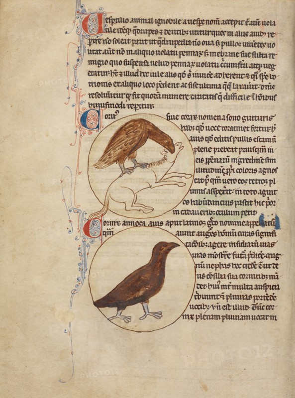 A Raven,  A Crow