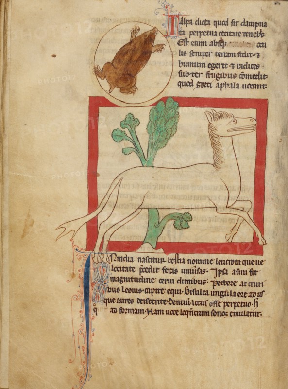 A Mole,  A Leucrota
