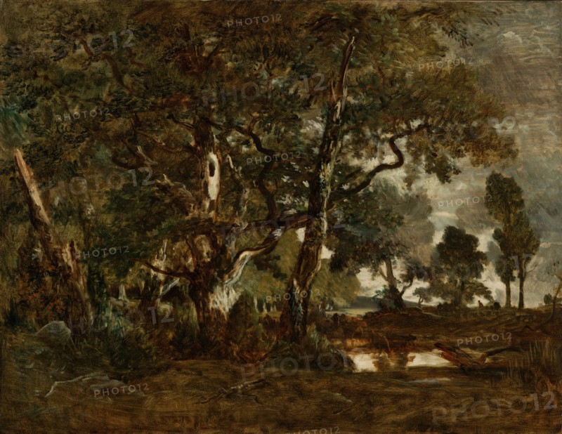 Forest of Fontainebleau, Cluster of Tall Trees Overlooking the P