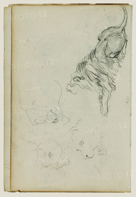 Four lion studies
