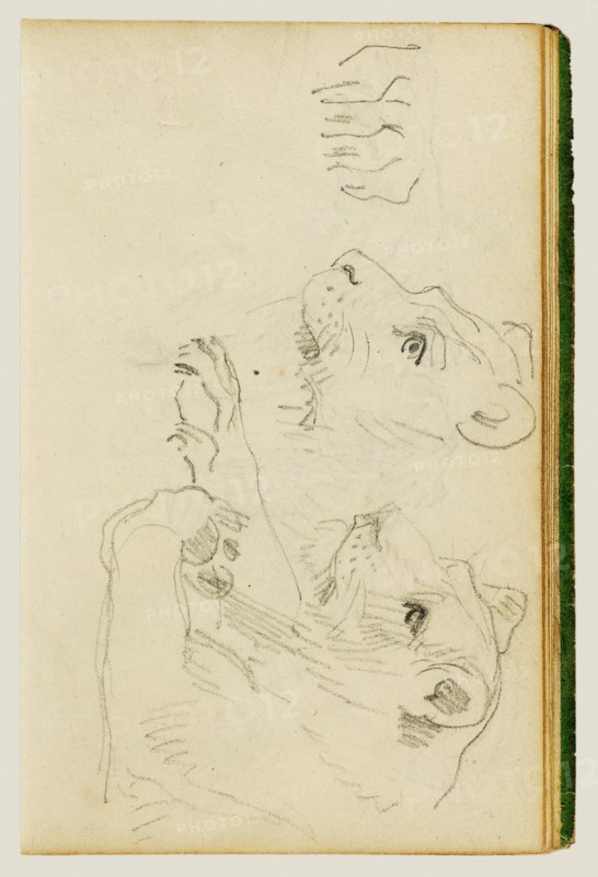 Studies of the head and forelegs of a lioness